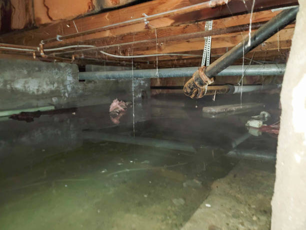 Best Carpet water damage restoration  in Sedona, AZ
